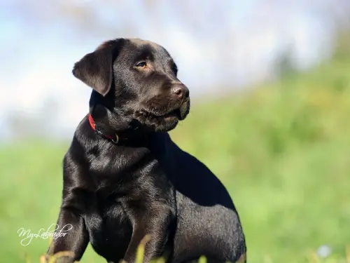 La scelta di un cane di razza