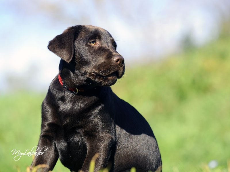 La scelta di un cane di razza
