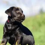 La scelta di un cane di razza