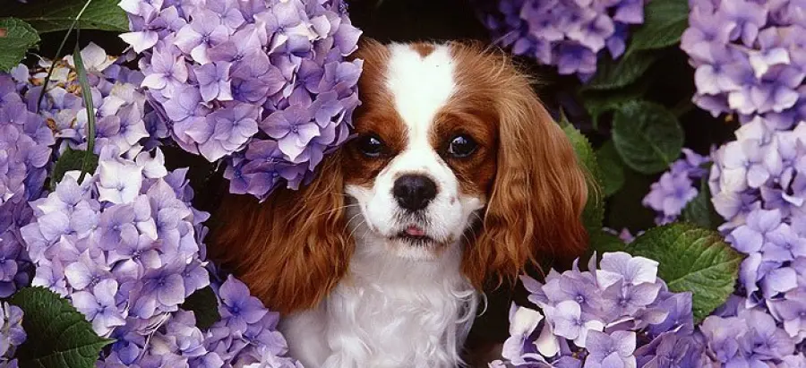 Azienda Agricola Bosi