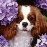 Azienda Agricola Bosi