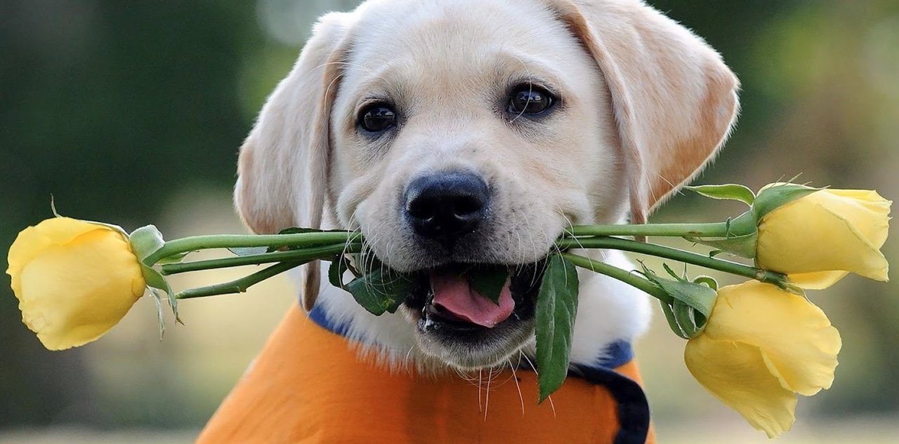 Che cos'è un pedigree