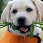 Che cos'è un pedigree