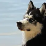 I 6 errori da evitare nell’educazione del cane