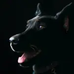 Anche i nostri amici a quattro zampe soffrono il freddo!