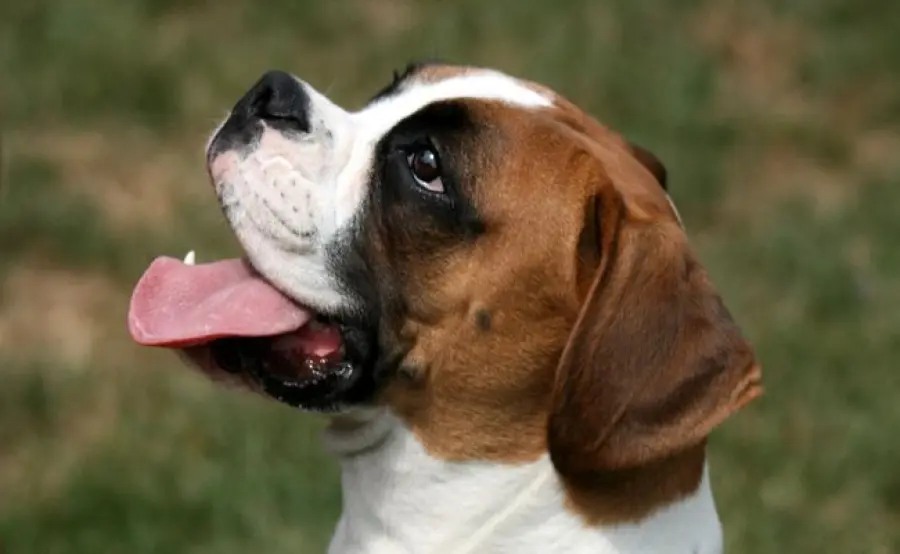 Il Boxer, un cane socievole ed energico