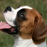 Il Boxer, un cane socievole ed energico