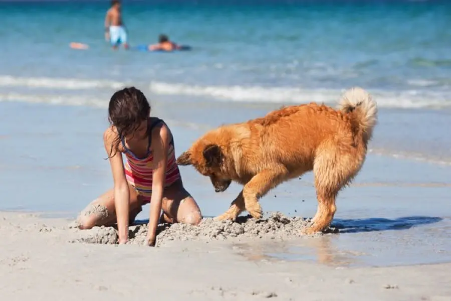 Strutture vacanza dog friendly, il relax in compagnia di amici a quattro zampe