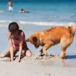 Strutture vacanza dog friendly, il relax in compagnia di amici a quattro zampe