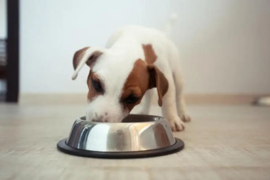 Alimentazione e crocchette per i cani: alcuni consigli pratici