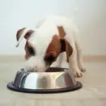 Alimentazione e crocchette per i cani: alcuni consigli pratici