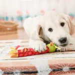 Rendiamo felici i nostri cani con i giochi per l’attivazione mentale