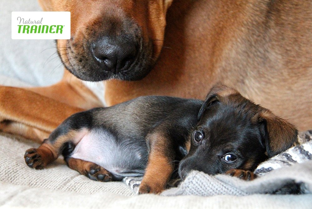 Crocchette Trainer Puppy: l'alimentazione sana ed equilibrata per il proprio cucciolo di cane