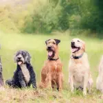 Tutti i servizi a cui fare affidamento per il proprio cane