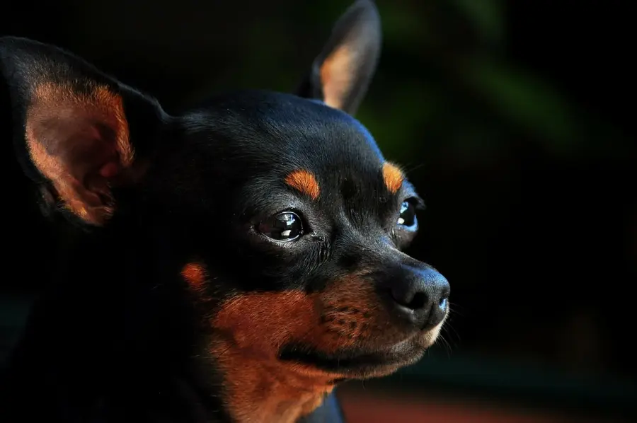 Pinscher: carattere e prezzo