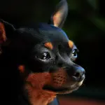 Pinscher: carattere e prezzo