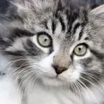 La scelta del nome del tuo gatto è difficile? Ecco alcuni consigli