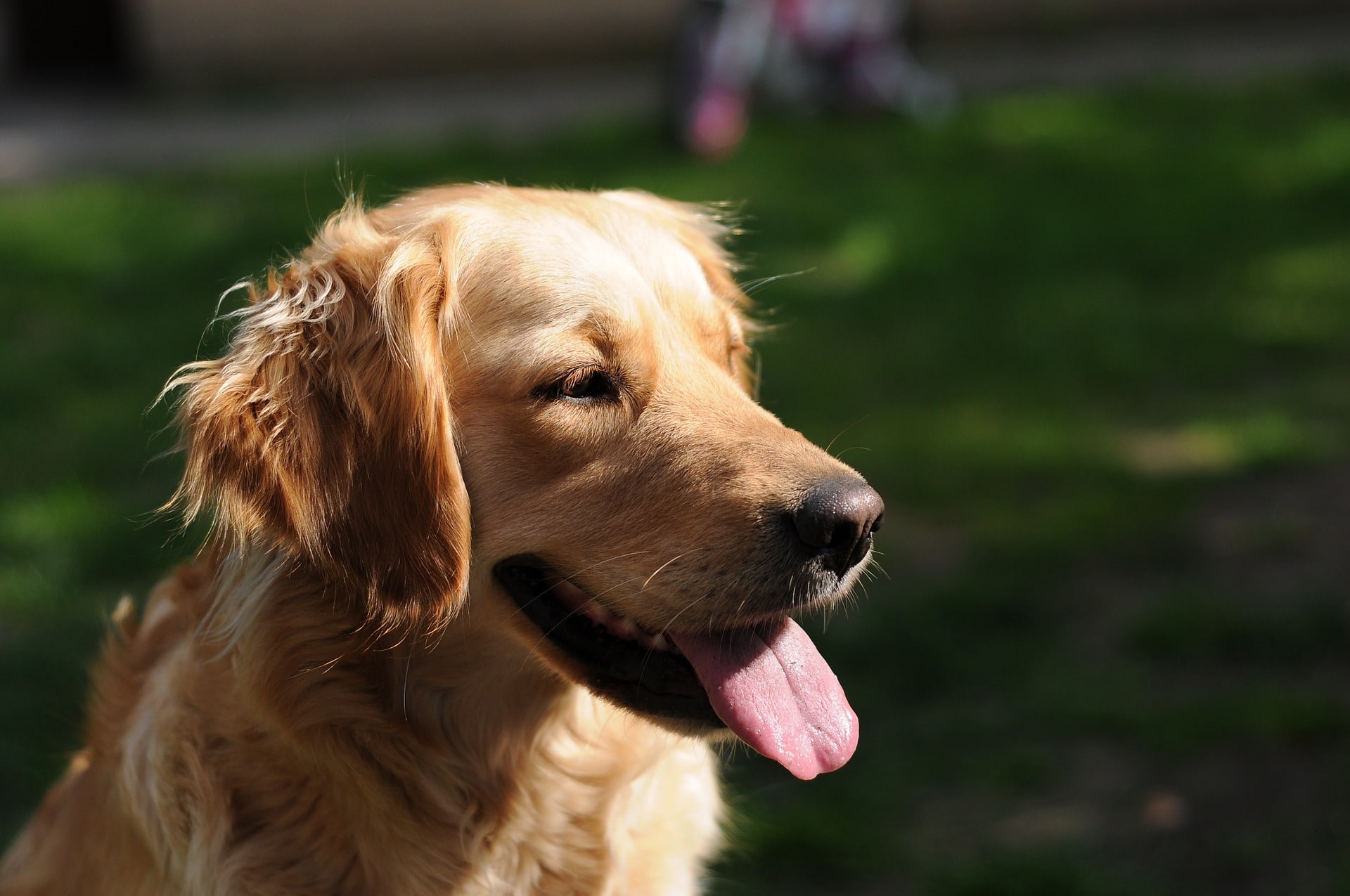 Golden Retriever: carattere e prezzo