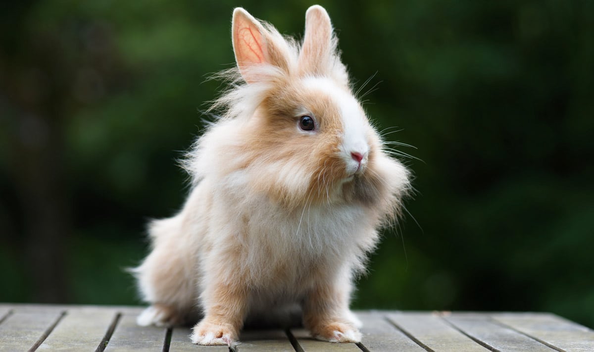 Animali da compagnia: non solo cani e gatti