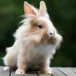 Animali da compagnia: non solo cani e gatti