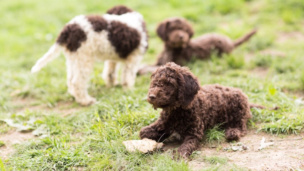 Tartufo e addetti ai lavori: il lagotto romagnolo