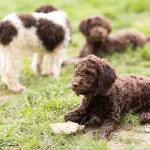 Tartufo e addetti ai lavori: il lagotto romagnolo