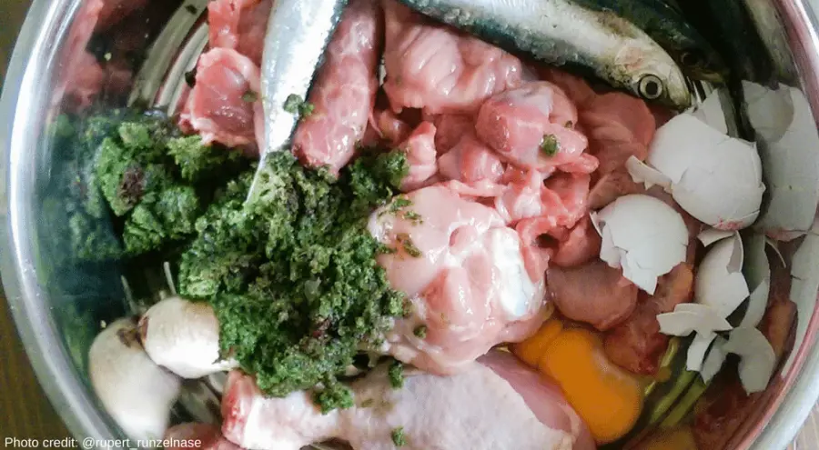 Alimentazione del cane: come seguire una dieta sana