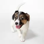 3 segreti per rendere il tuo cane carino