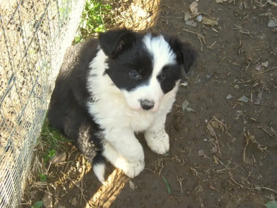 Cuccioli Border Collie