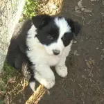 Cuccioli Border Collie