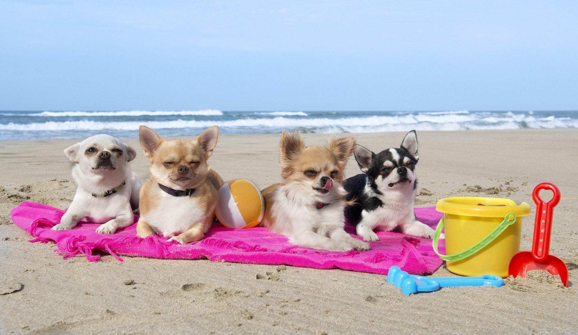 Come preparare la borsa da spiaggia per il tuo cane