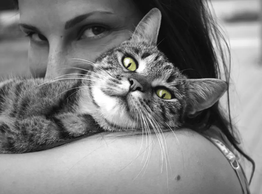 I gatti hanno una preferenza: le donne
