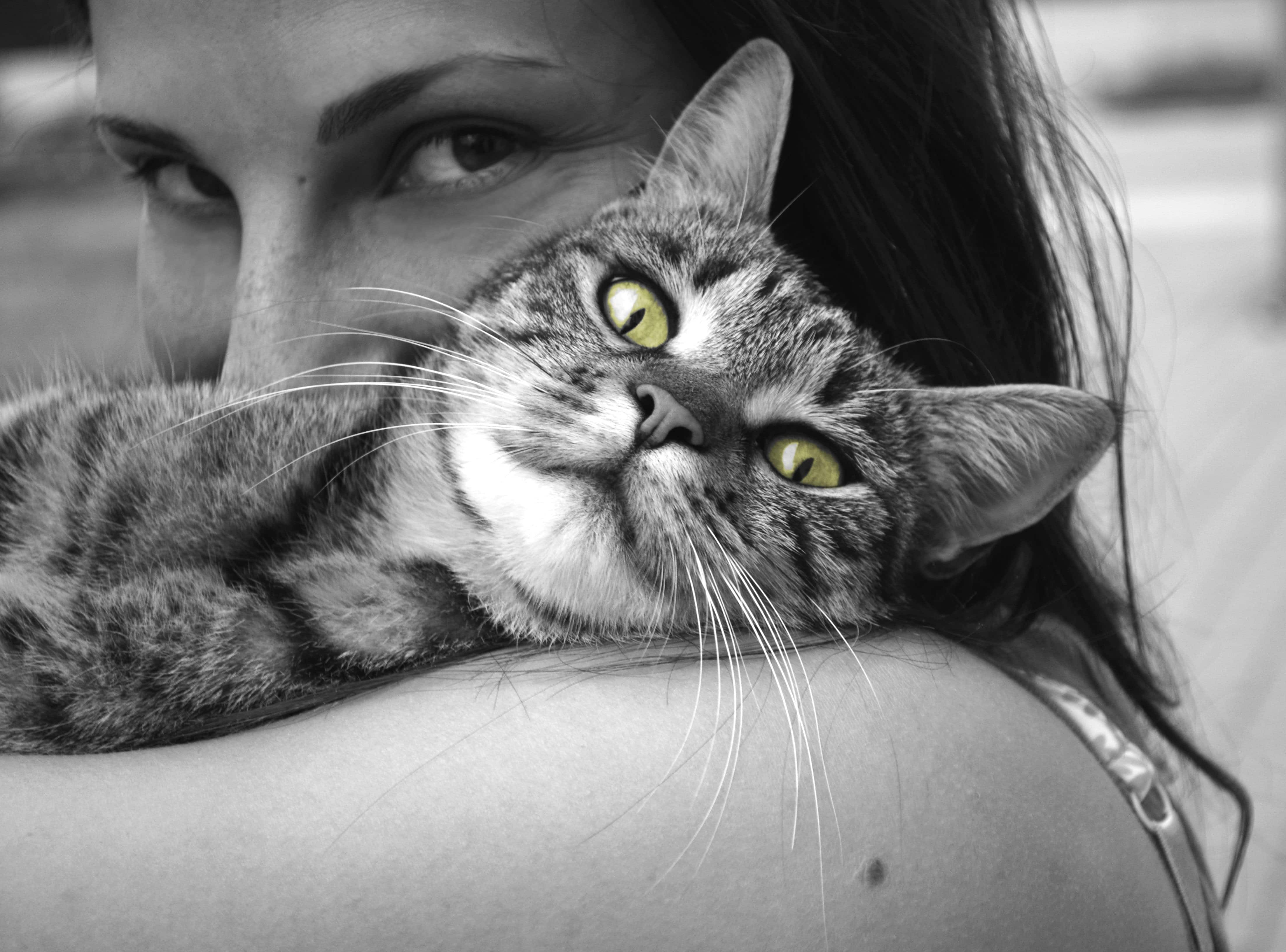 I gatti hanno una preferenza: le donne