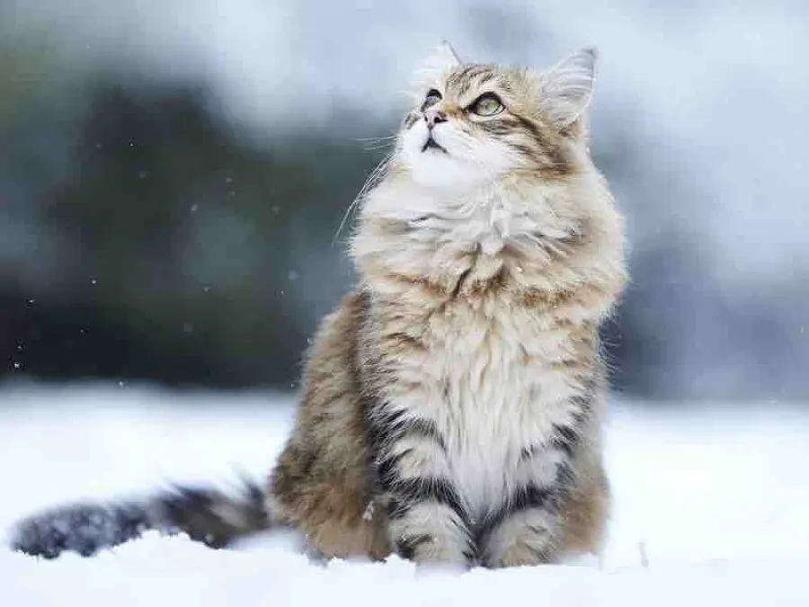 Gatto Siberiano: carattere e prezzo