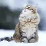 Gatto Siberiano: carattere e prezzo