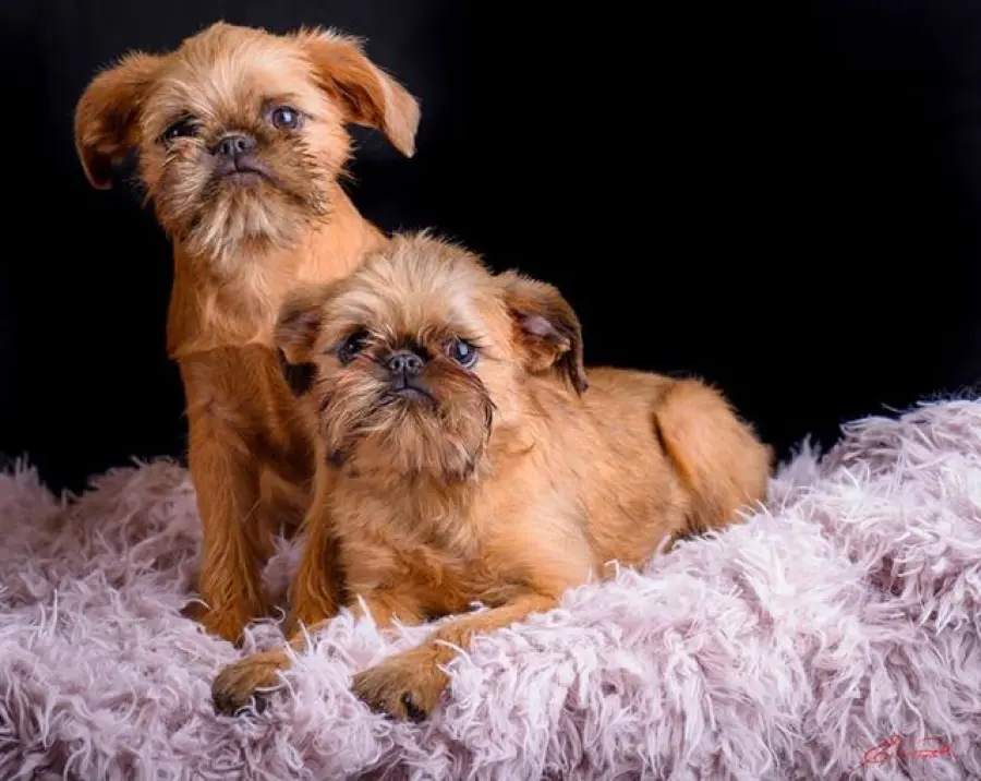 Griffone di Bruxelles: allevamenti e prezzo