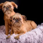 Griffone di Bruxelles: allevamenti e prezzo