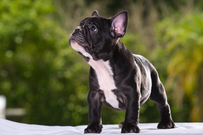 Allevamenti bouledogue francese: come scegliere il migliore