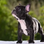 Allevamenti bouledogue francese: come scegliere il migliore