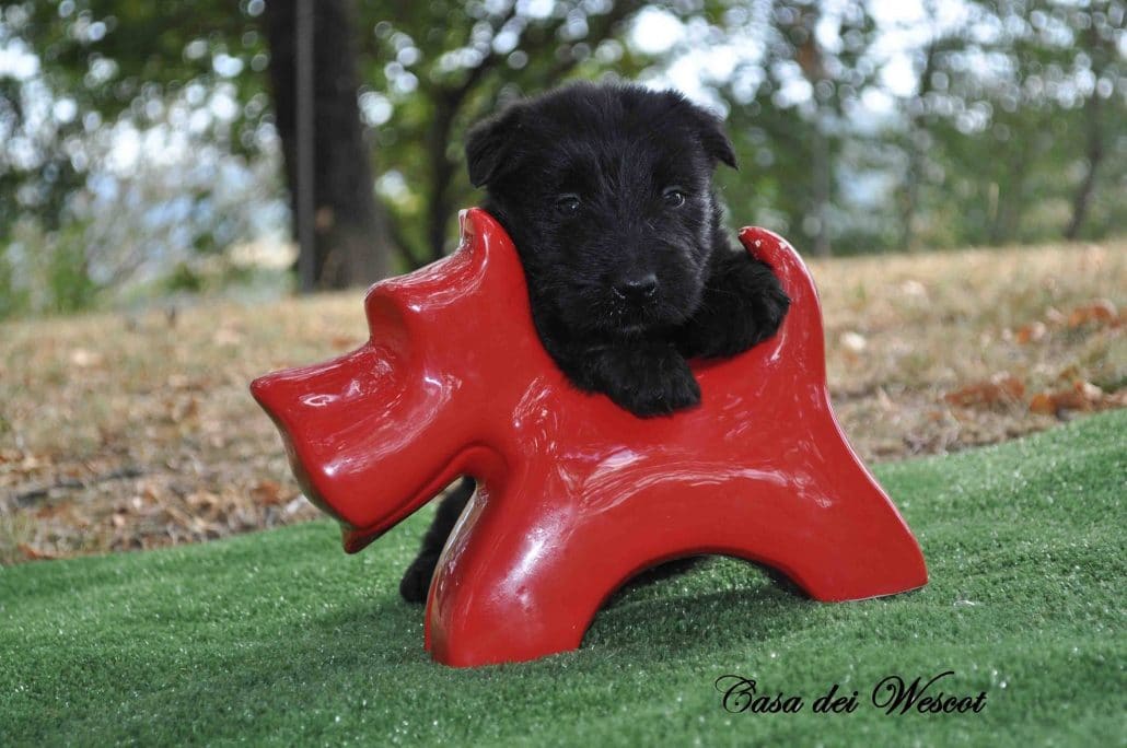 Cuccioli Scottish Terrier & Westie