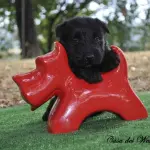 Cuccioli Scottish Terrier & Westie