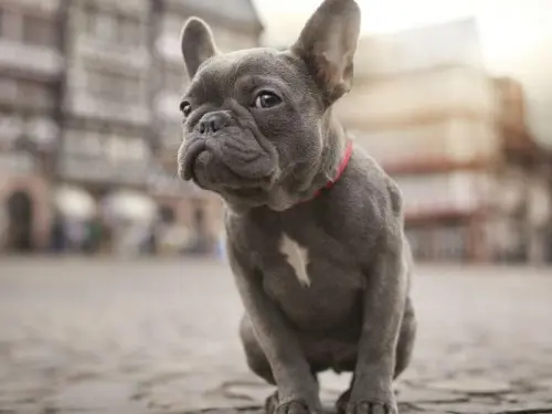 Bulldog Francese: carattere e prezzo