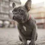 Bulldog Francese: carattere e prezzo