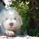 Consigli per scegliere un cucciolo di lagotto romagnolo