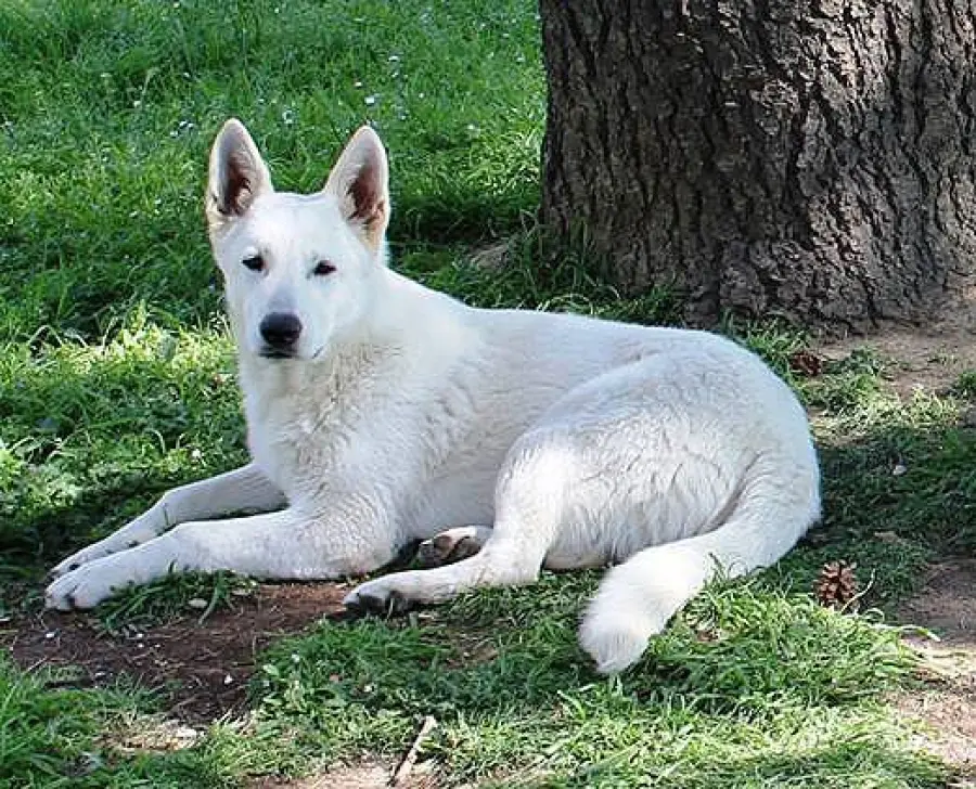 Consigli per scegliere un cucciolo di Pastore Svizzero