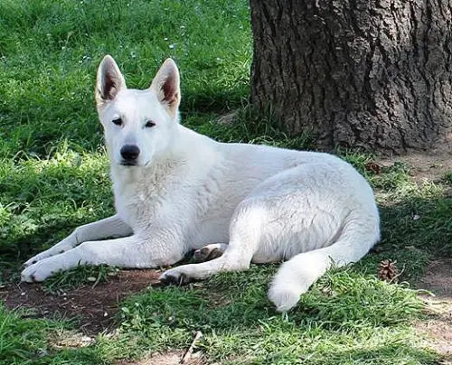 Consigli per scegliere un cucciolo di Pastore Svizzero