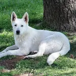 Consigli per scegliere un cucciolo di Pastore Svizzero