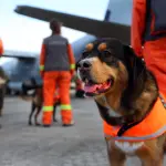 Il cane al servizio dell'uomo: ricerca, salvataggio e pet therapy