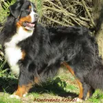 Bovaro del Bernese: carattere e prezzo