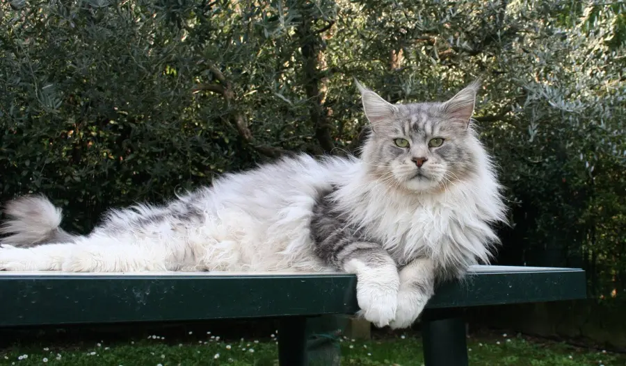 Planetcoon Maine Coon